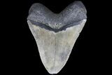 Bargain, Megalodon Tooth - North Carolina #83986-2